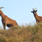 rautenweg_bergziegen-rk--20141007