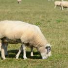 Zum Beitrag texel--20170829-7403